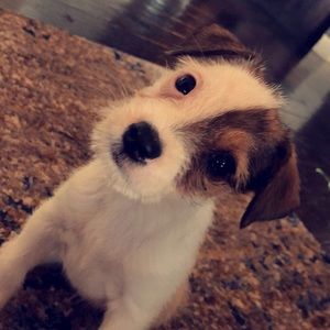 Meet your Posher, Mia